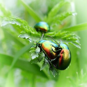 Green iridescent nature