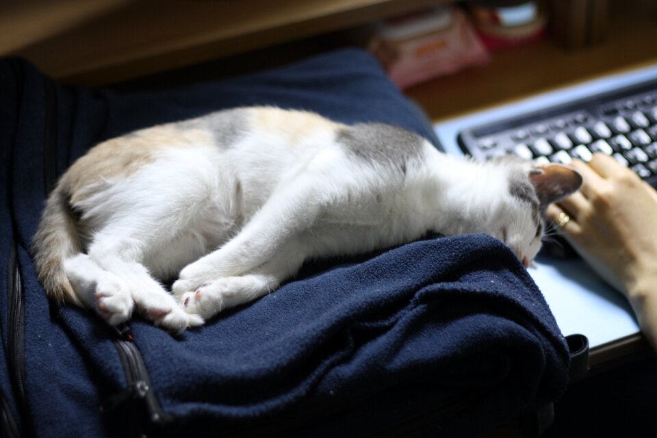 Cat nori just nyan arch