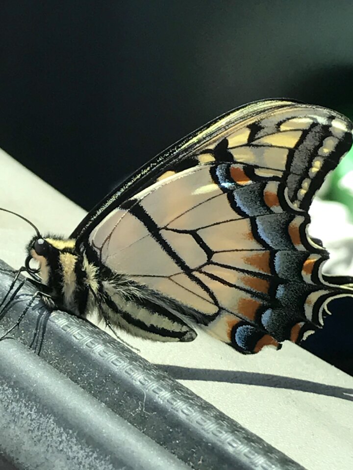 Insect yellow rainbow