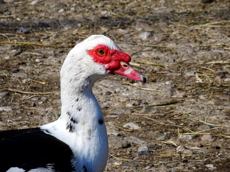 Birds bird domesticated duck