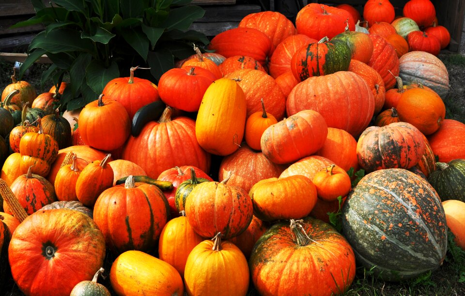 Harvest pumpkin vegetables
