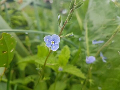 Natura plante