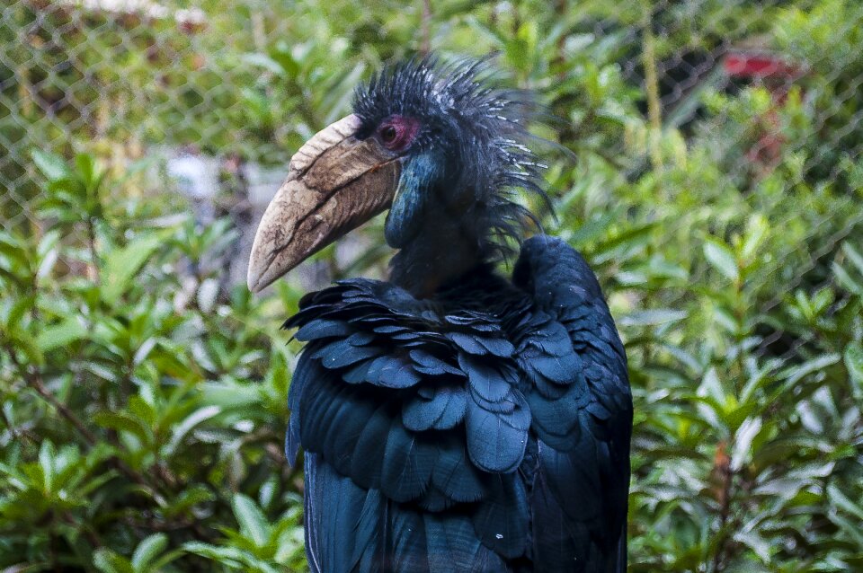 A animal