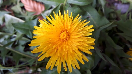 Nature meadow plant