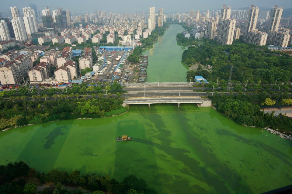 Cyanobacteria salvage bridge
