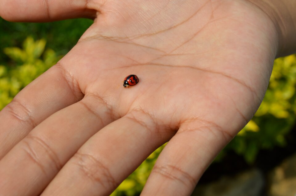 Animal in hand animals nature