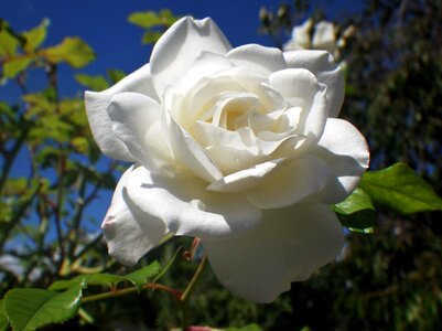 White rose rose petals flower photo