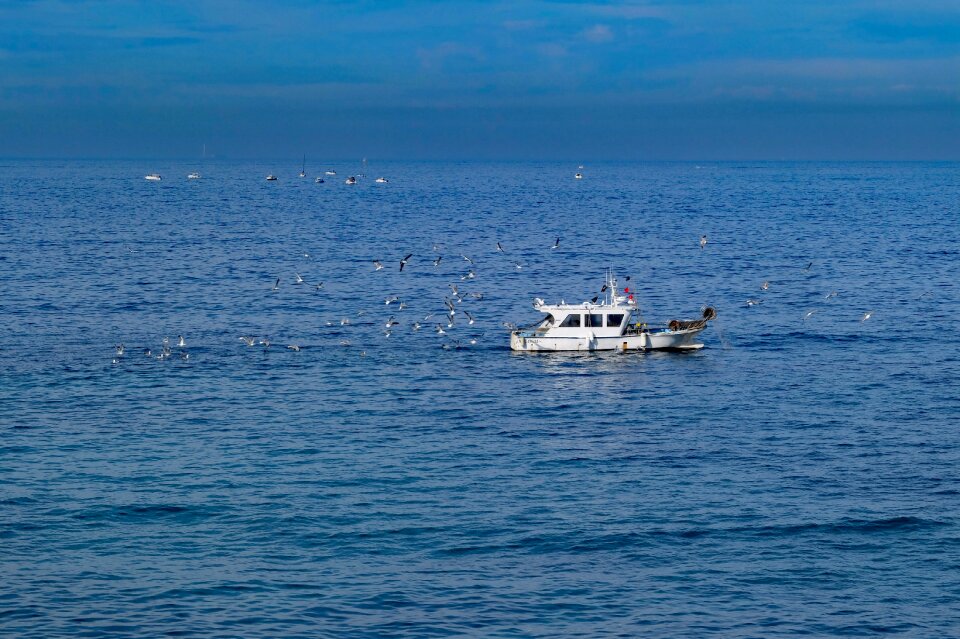 Fisherman sea seagulls