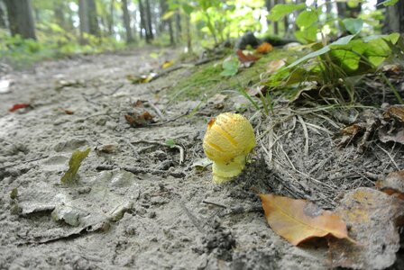 Canada funghi hiking