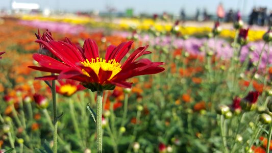 Chrysanthemum autumn flower