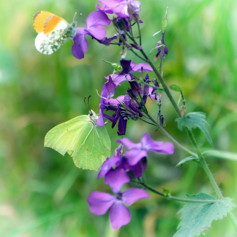 Aurora butterfly forest nature
