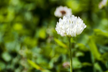 Micro nature