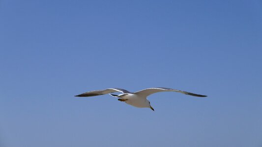Seagull sea sky