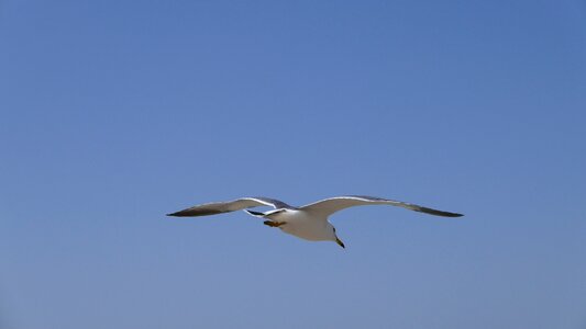 Seagull sea sky photo