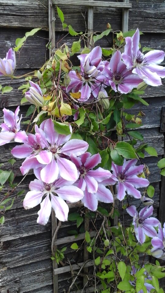 Blooming climbing flora