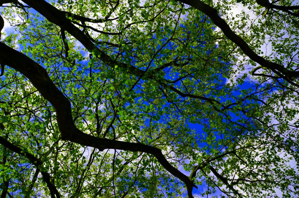 Nature summer forest
