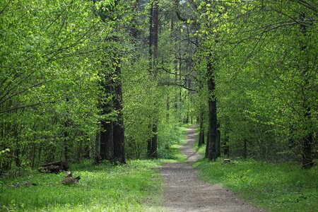 Forest landscape green forest spring forest