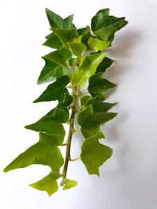 Leaf foliage leaves
