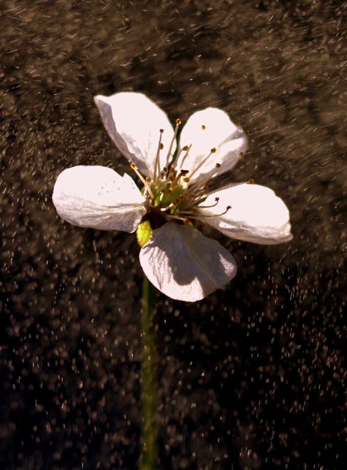 White rain light