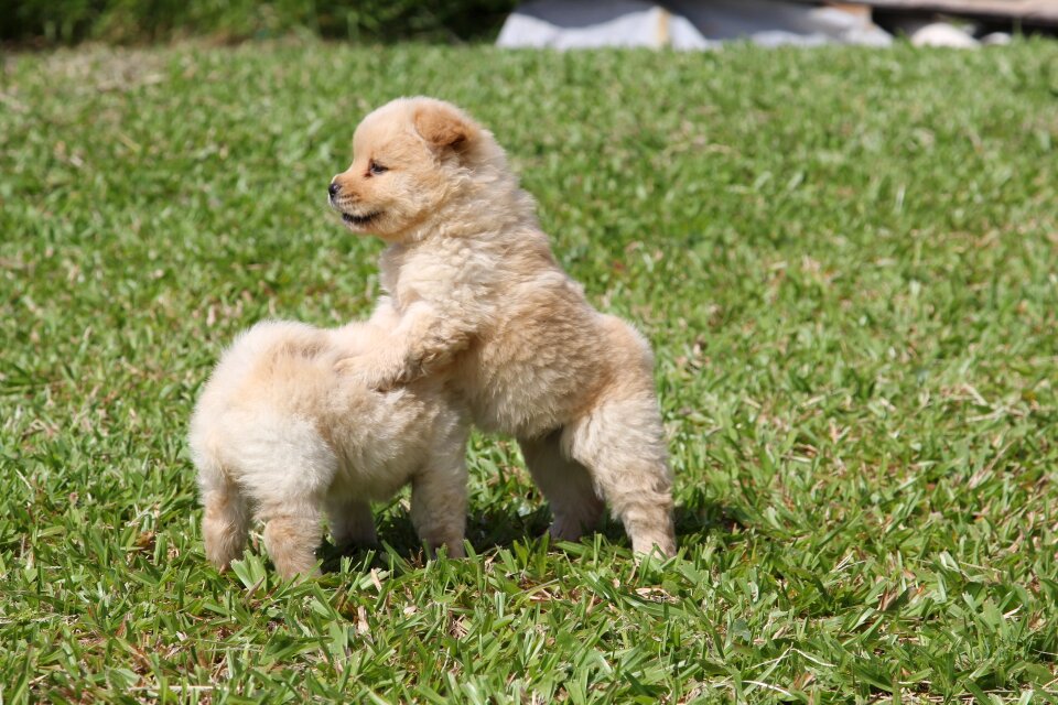Animals tranquility pets