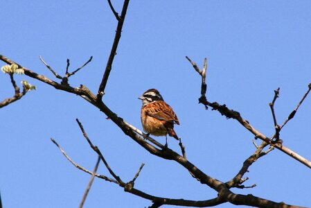 Wild birds little bird bunting photo