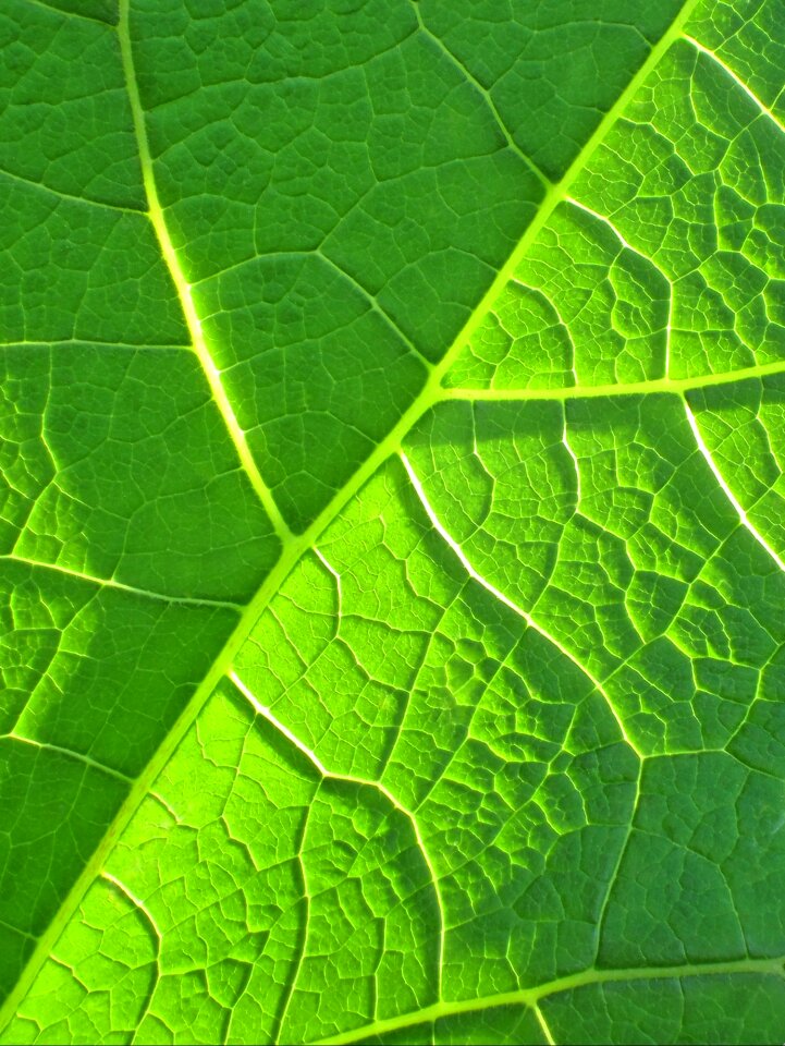 Plant life organic