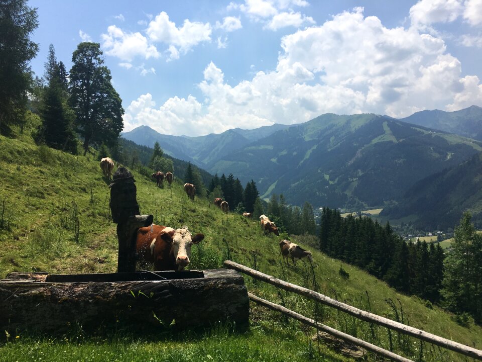 Cute agriculture cattle farming