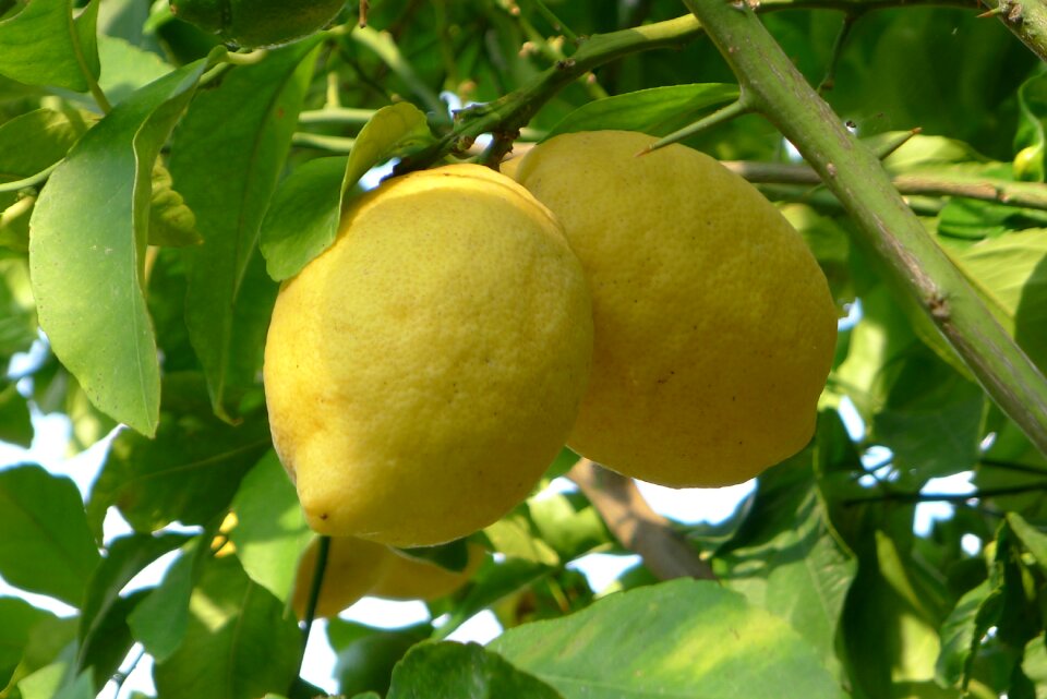 Fresh vitamin healthy
