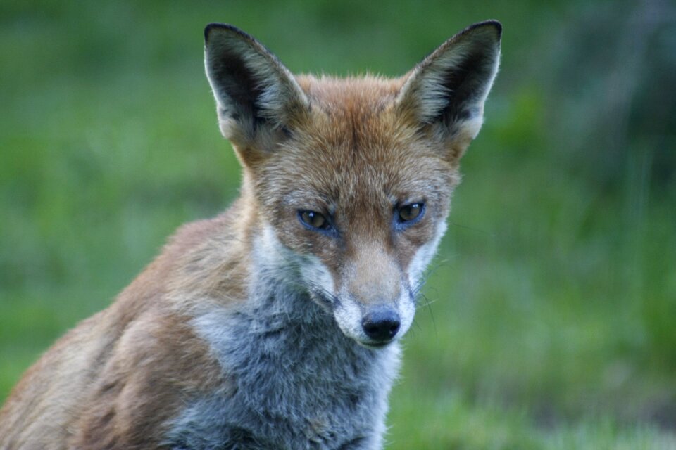 Wild wildlife