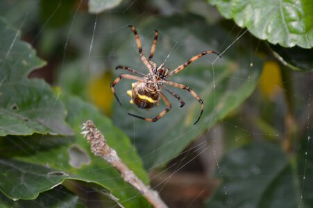 Animals nature web