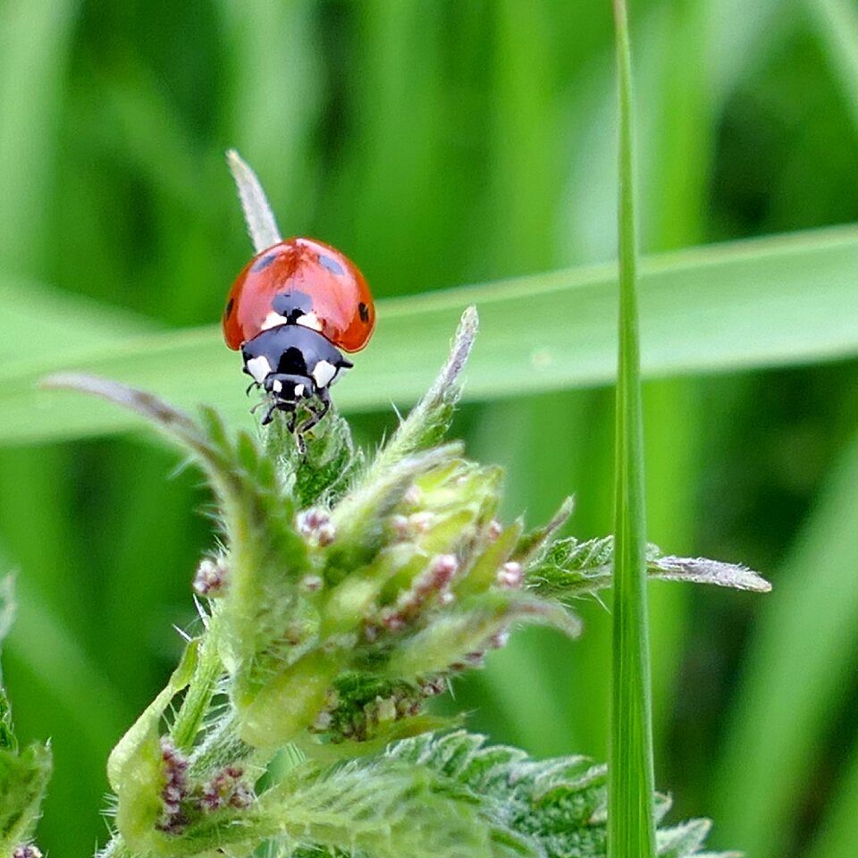 Stinging nettle nature meadow
