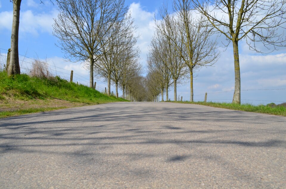 Trees nature spring