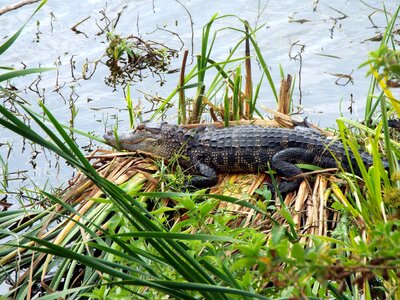Wildlife reptile nature