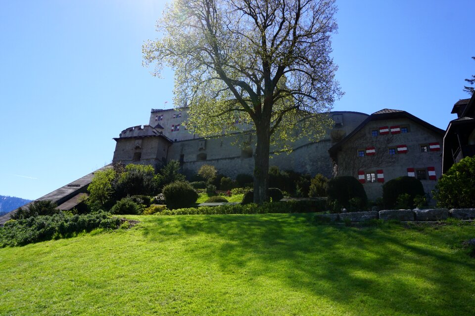 Tree nature middle ages
