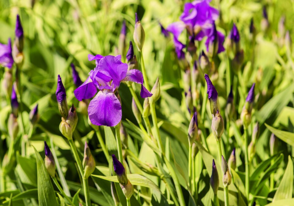 Garden flower garden flowers