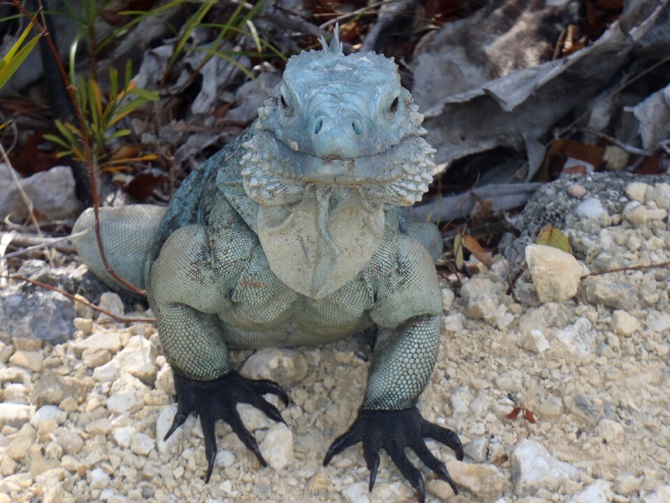Blue grand cayman