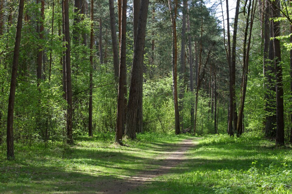 Forest landscape green forest spring forest