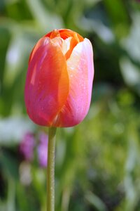 The petals single flower