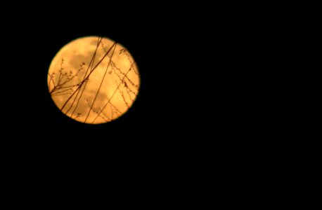 Branches shadows night