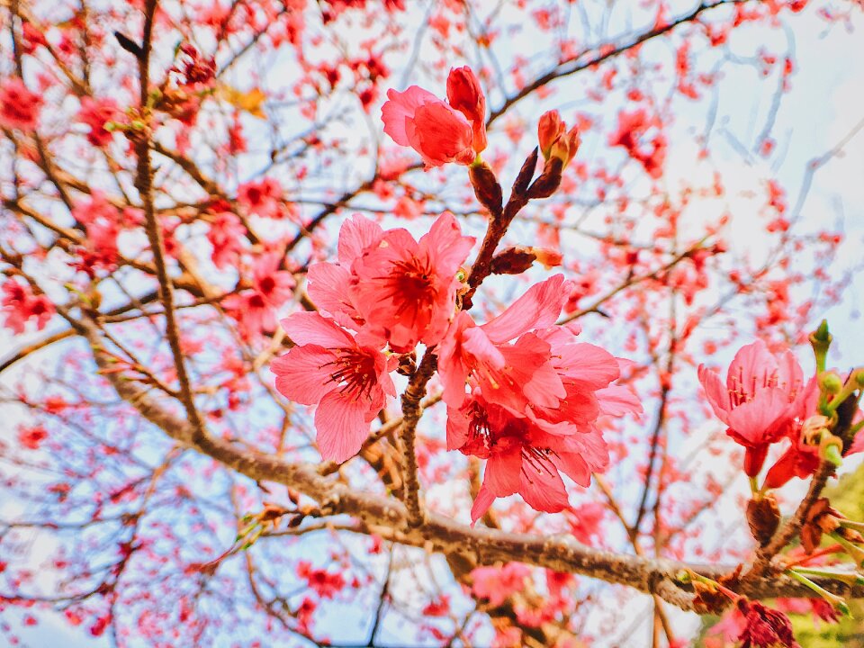 Cherry blossoms flower spring