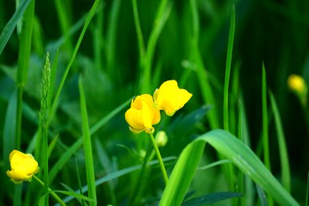 Spring nature yellow