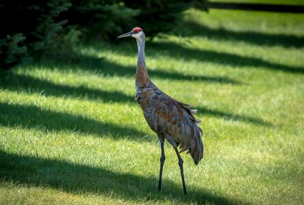 Bird noisy avian photo