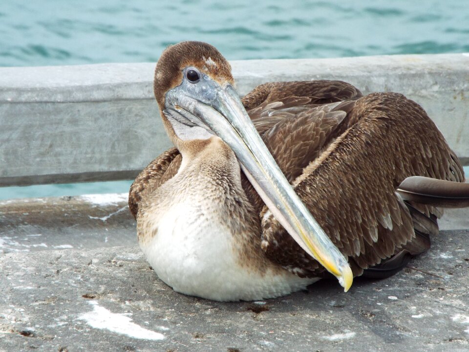 Wildlife fowl beak