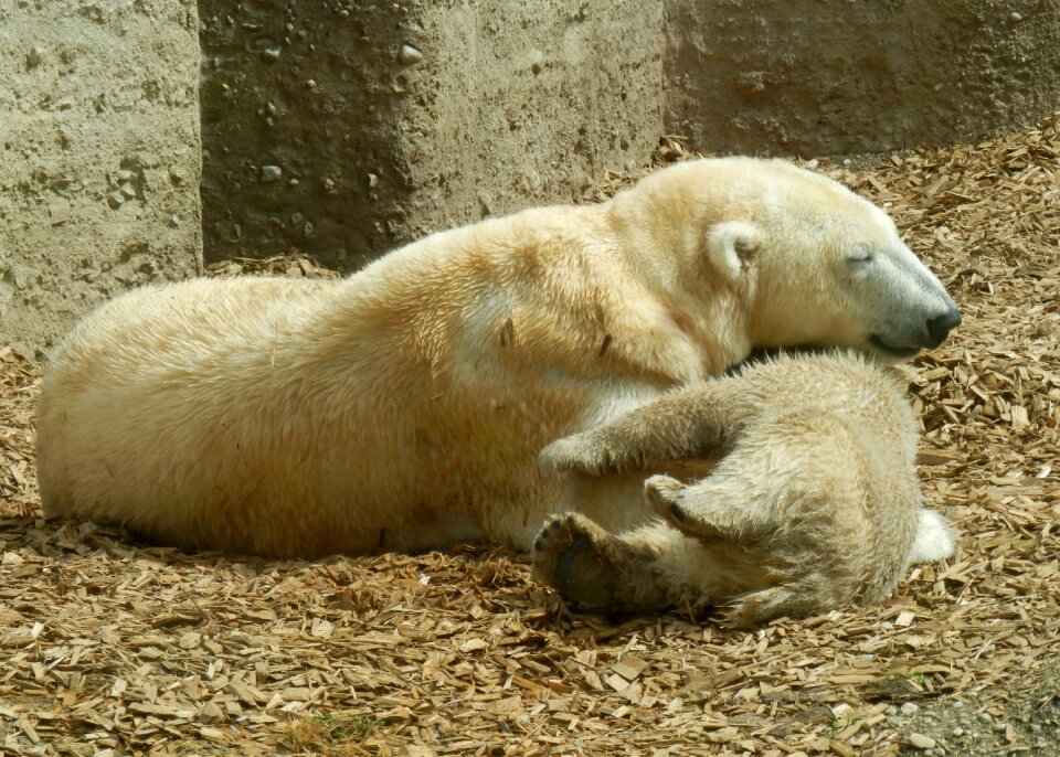 Polar bear baby polar bear child zoo