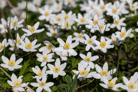 Anemones may 2017 rogaland