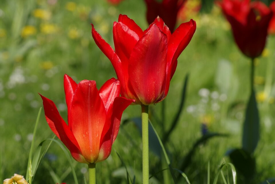 Sharp the petals garden