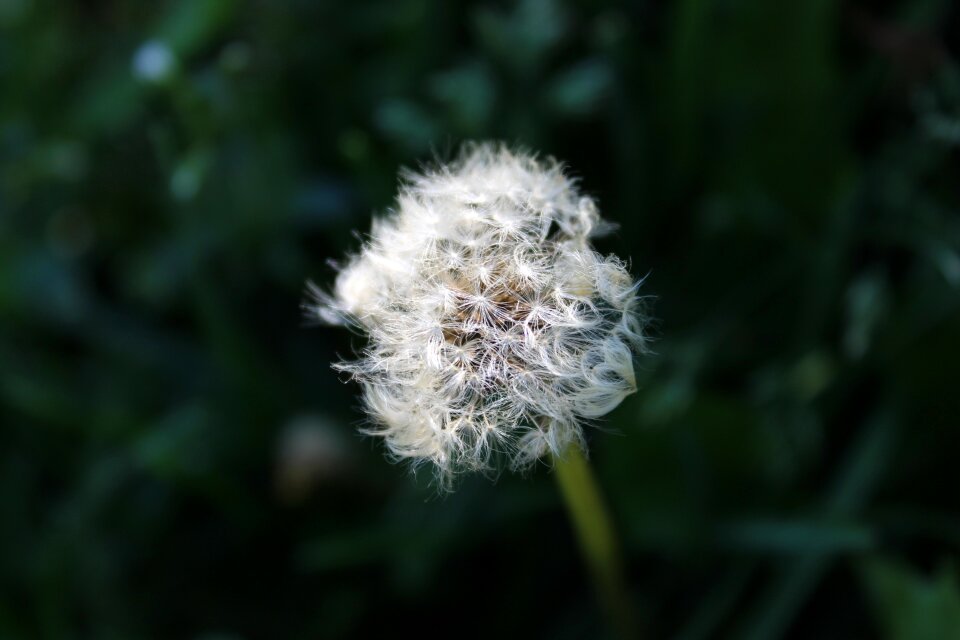 Flower plant wild flower