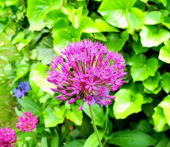 Purple flower purple plant