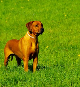 Dog ridgeback rhodesian photo