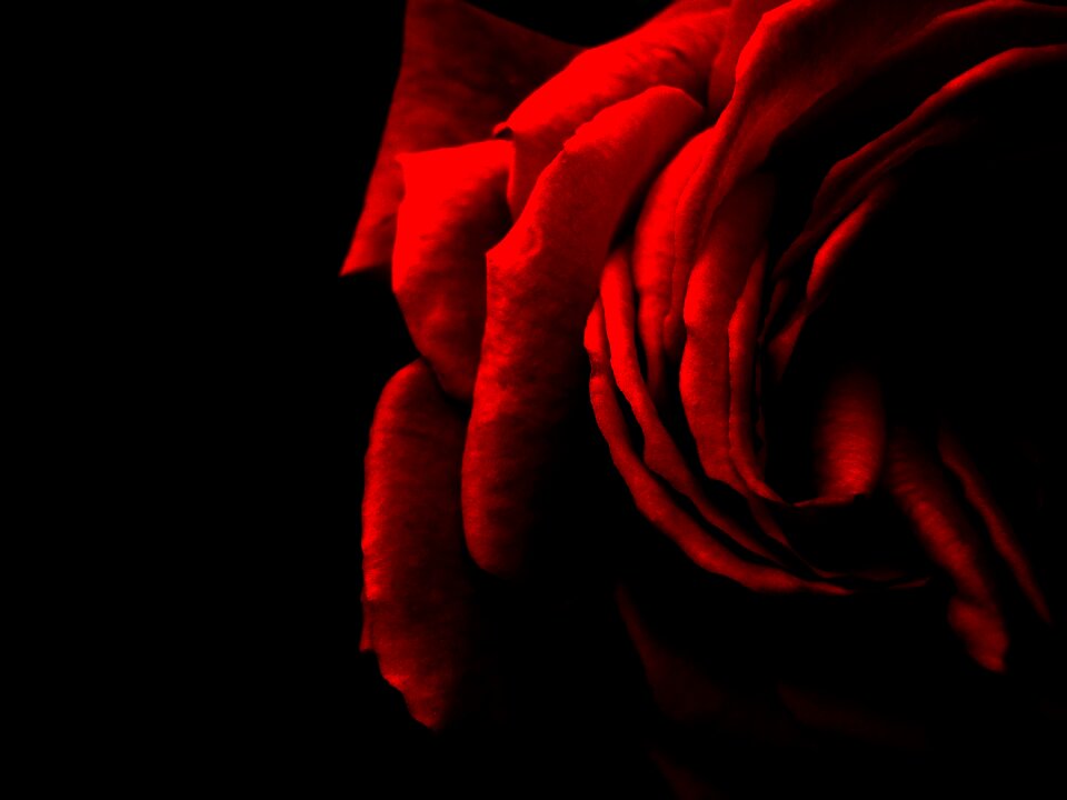 Flower romance nature